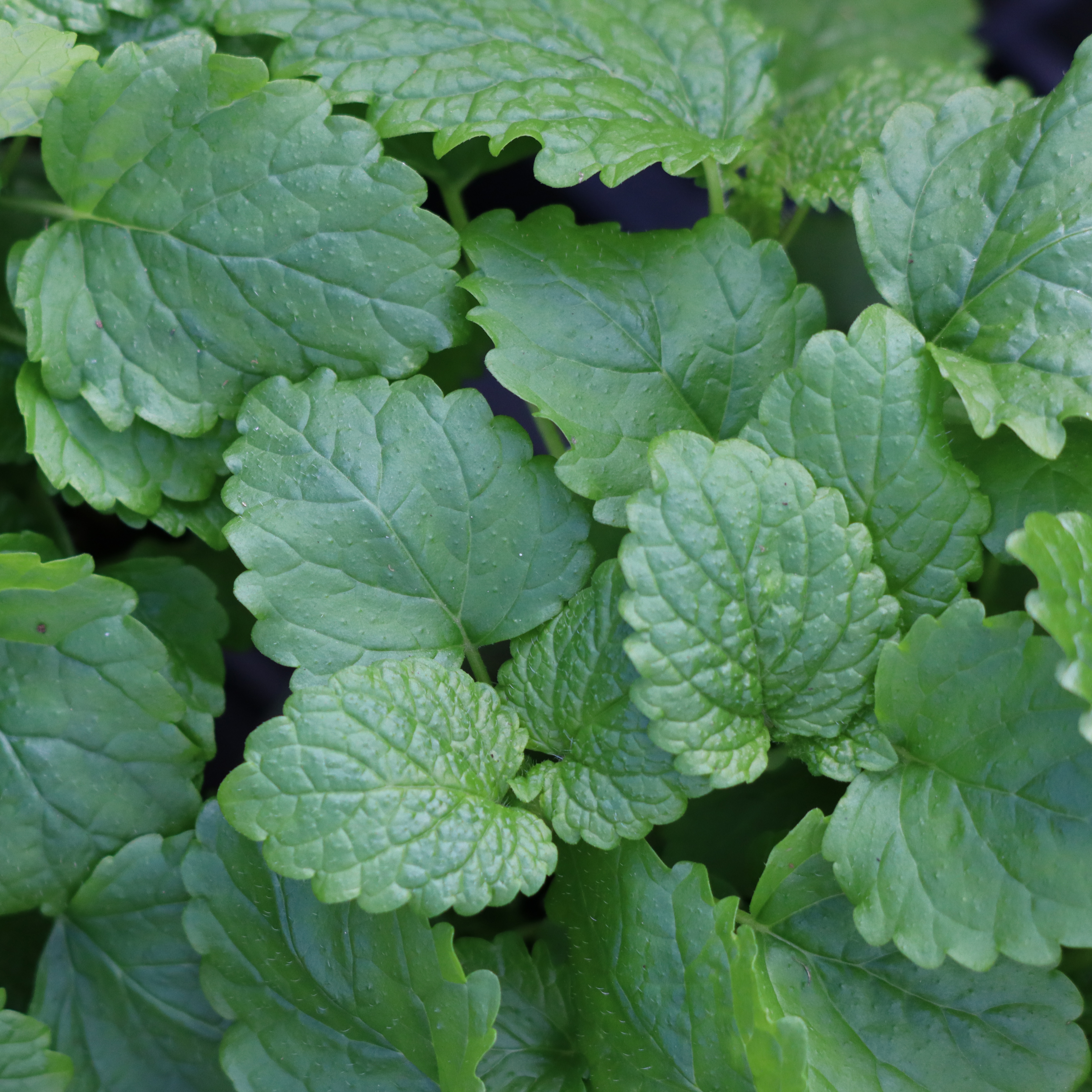 Lemon Balm